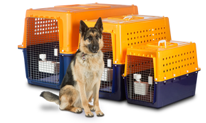 Top 10 tips flying with pets