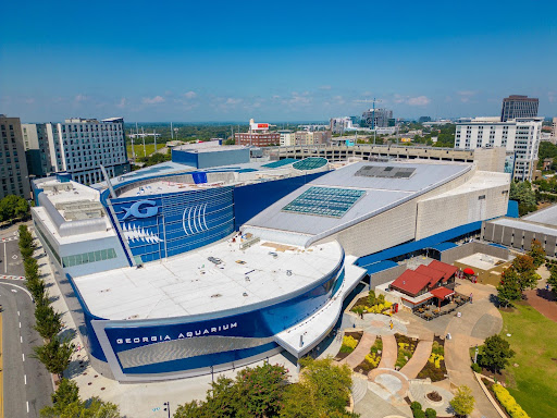 Family Fun Under the Sea: Why the Georgia Aquarium is a Must-Visit