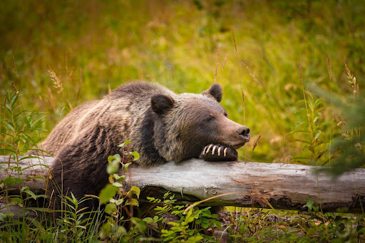 Encountering Bears in National Parks: What You Need to Know