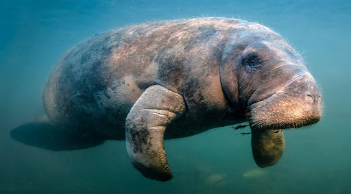 Preserving Paradise: Florida's Historic Step in Environmental Conservation