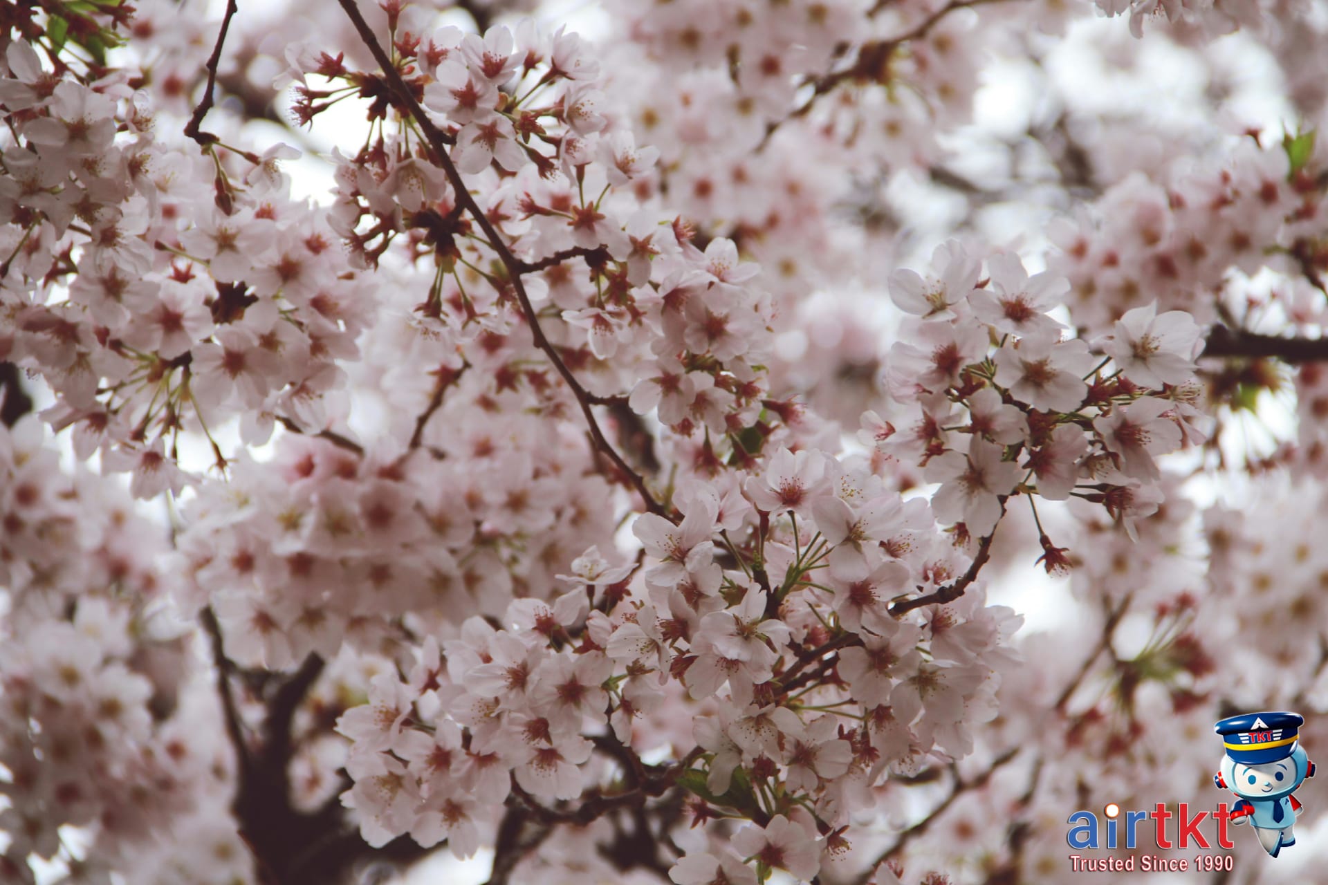 Cherry Blossoms in Japan Washington March-April: Complete Event Travel Guide