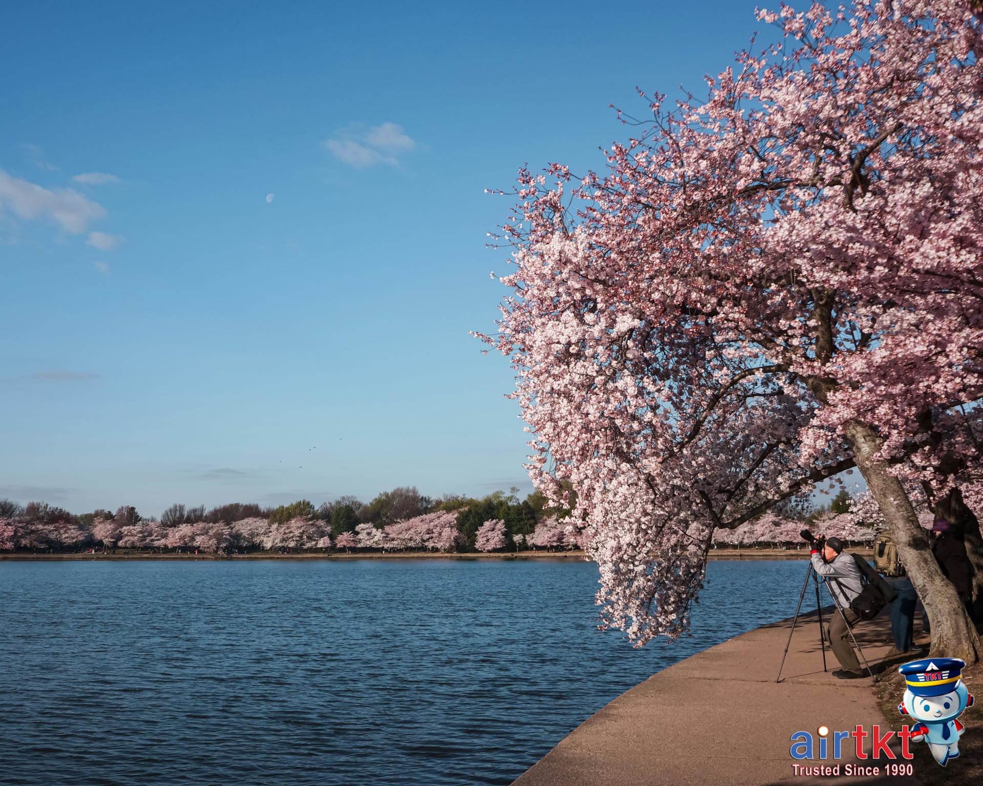 Cherry Blossoms in Japan Washington March-April: Complete Event Travel Guide