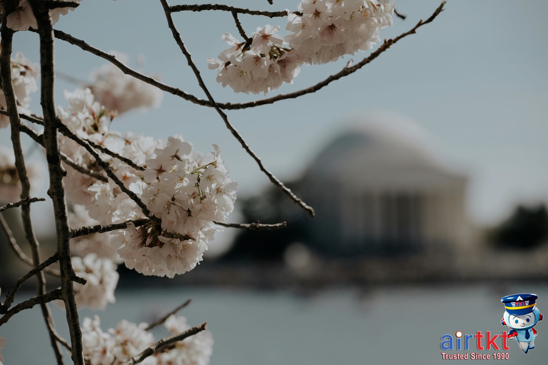 Cherry Blossoms in Japan Washington March-April: Complete Event Travel Guide