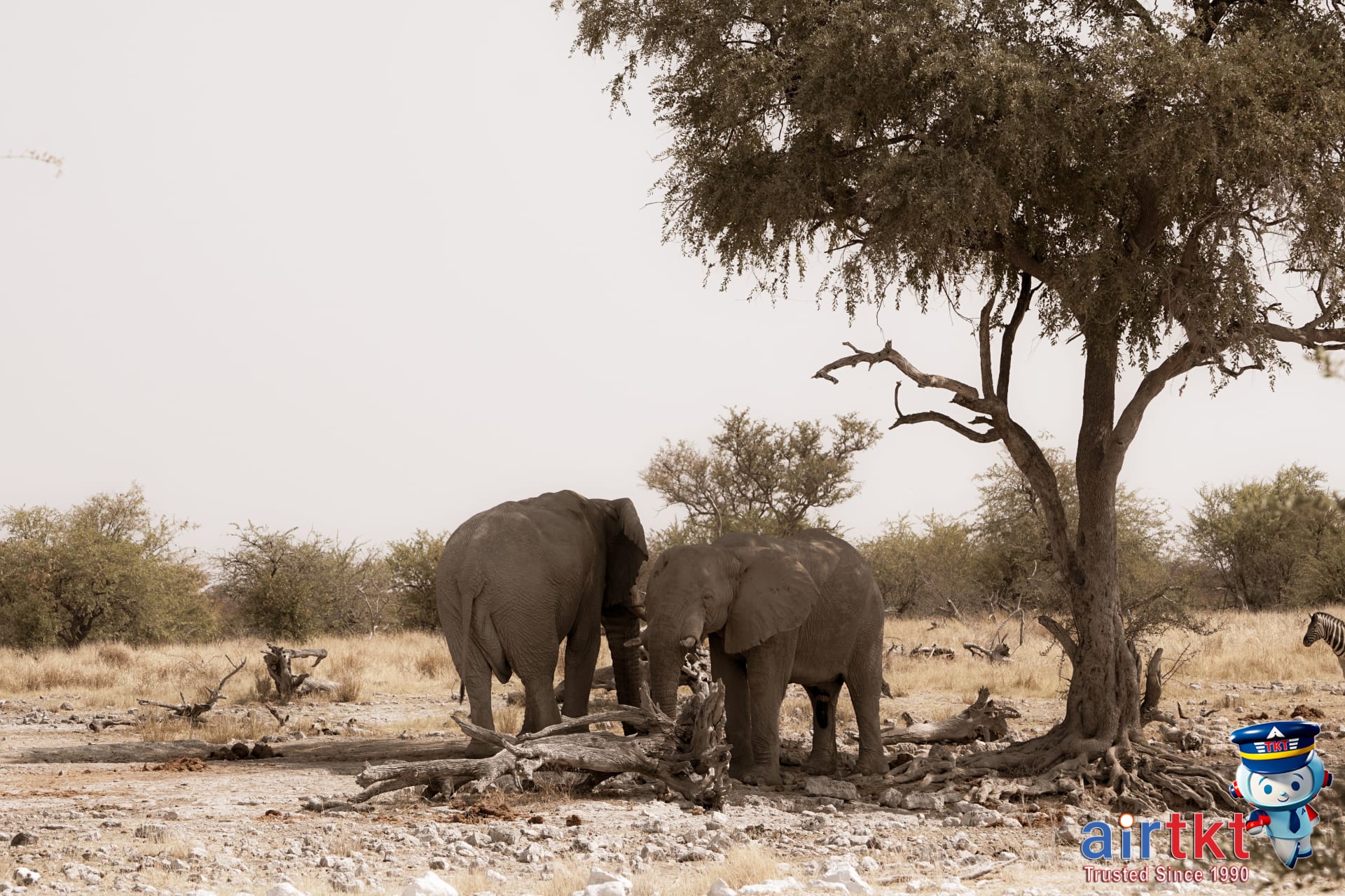 Africa Dry Season Safari: When and Where to See the Big Five